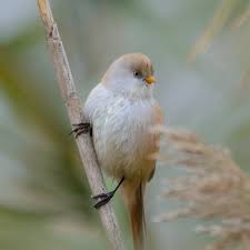 Attēlu rezultāti vaicājumam “Panurus biarmicus female”