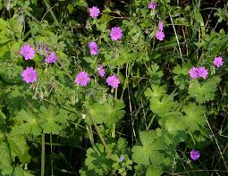 Attēlu rezultāti vaicājumam “Geranium pyrenaicum flower”