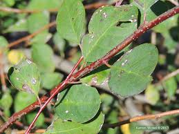 Attēlu rezultāti vaicājumam “Cotoneaster multiflorus leaf”