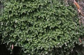 Attēlu rezultāti vaicājumam “Diplophyllum albicans”