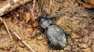 Attēlu rezultāti vaicājumam “Carabus coriaceus”
