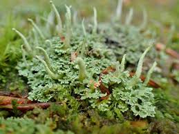 Attēlu rezultāti vaicājumam “Cladonia norvegica”