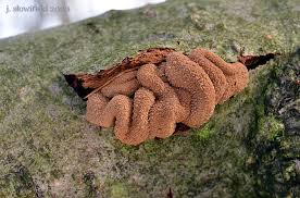 Attēlu rezultāti vaicājumam “Encoelia furfuracea”