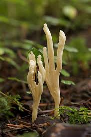 Attēlu rezultāti vaicājumam “Clavulina rugosa”