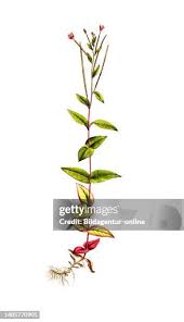 Image result for Weidenröschen