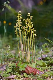 Attēlu rezultāti vaicājumam “Corallorhiza trifida”