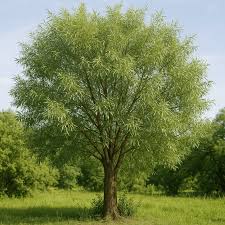 Attēlu rezultāti vaicājumam “Salix fragilis”