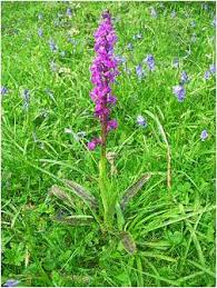 Attēlu rezultāti vaicājumam “Orchis mascula”