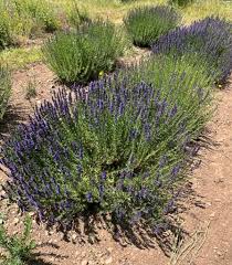 Attēlu rezultāti vaicājumam “Hyssopus officinalis”