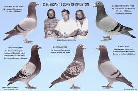 Image result for Abbeyton & Broomfield Racing Pigeons