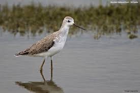 Attēlu rezultāti vaicājumam “Tringa stagnatilis”