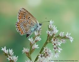 Attēlu rezultāti vaicājumam “Eumedonia eumedon”