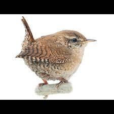 Attēlu rezultāti vaicājumam “Troglodytes troglodytes”