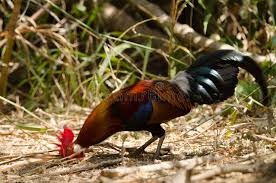 Attēlu rezultāti vaicājumam “Gallus male”