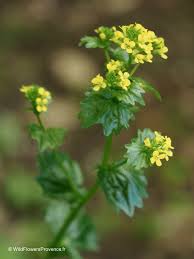 Attēlu rezultāti vaicājumam “Sisymbrium volgense flower”