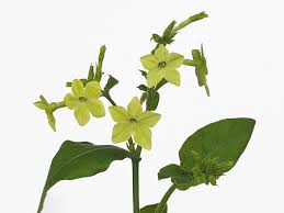 Image result for Nicotiana x sanderae