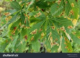 Attēlu rezultāti vaicājumam “Cameraria ohridella”