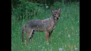 Image result for Hartlepool Coyotes