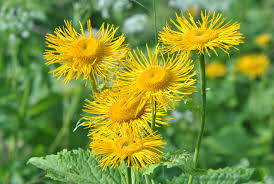 Attēlu rezultāti vaicājumam “Telekia speciosa bud”