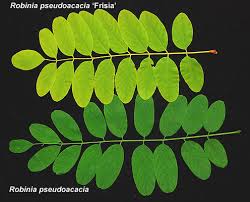 Attēlu rezultāti vaicājumam “Robinia”