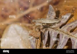 Attēlu rezultāti vaicājumam “Nabidae”