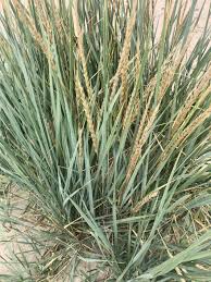 Attēlu rezultāti vaicājumam “Leymus arenarius”