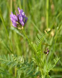 Attēlu rezultāti vaicājumam “Astragalus arenarius flower”