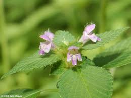 Attēlu rezultāti vaicājumam “Galeopsis tetrahit”