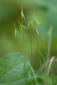Attēlu rezultāti vaicājumam “Carex pauciflora”