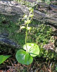 Attēlu rezultāti vaicājumam “Listera ovata leaf”