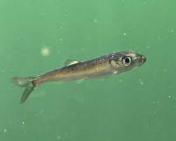 Image result for Clupea pallasii