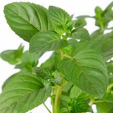 Attēlu rezultāti vaicājumam “Mentha x piperita leaf”