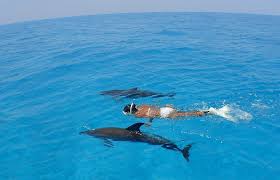 Image result for Belfairs Dolphins Snorkelling Club