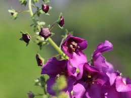 Image result for Königskerzen