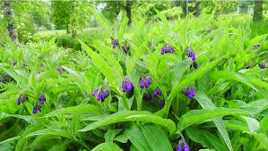 Image result for Symphytum officinale