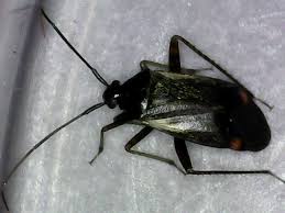 Attēlu rezultāti vaicājumam “Adelphocoris seticornis”