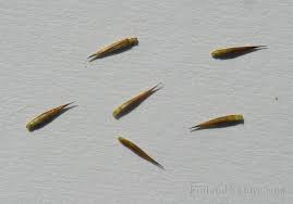 Attēlu rezultāti vaicājumam “Carex pauciflora”