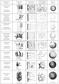 Attēlu rezultāti vaicājumam “Stemonaria irregularis”