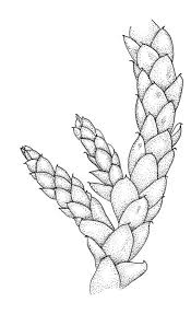 Attēlu rezultāti vaicājumam “Pseudoscleropodium purum”