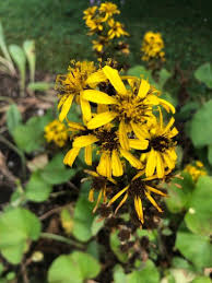 Attēlu rezultāti vaicājumam “Ligularia sibirica flower”