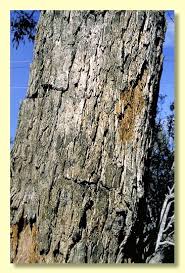 Attēlu rezultāti vaicājumam “Lycogala botrydium sessile”