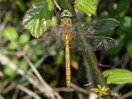 Attēlu rezultāti vaicājumam “Aeshna isoceles”