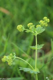 Attēlu rezultāti vaicājumam “Alchemilla vulgaris aggr. flower”