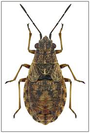 Attēlu rezultāti vaicājumam “Nithecus jacobaeae”