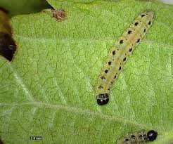 Attēlu rezultāti vaicājumam “Yponomeuta malinellus / cagnagella larva”