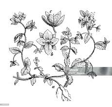 Attēlu rezultāti vaicājumam “Veronica agrestis”