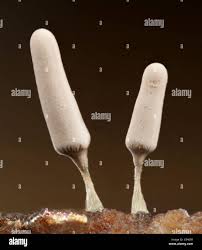 Attēlu rezultāti vaicājumam “Arcyria cinerea young”