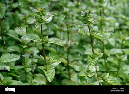 Image result for Menta x piperita