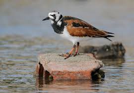 Attēlu rezultāti vaicājumam “Arenaria interpres adult”