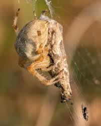 Attēlu rezultāti vaicājumam “Araneus diadematus eggs”